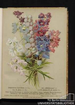 Delphinium hybridum, var. "Belladonna", var. fl. pleno, und D. sinense fl. pl. erecto. Hoher Bastard-Rittersporn in einfachen und gefüllten Sorten, halbhoher Bastard-Rittersporn "Belladonna" und chinesischer Rittersporn mit gefüllten aufrechten Blumen.