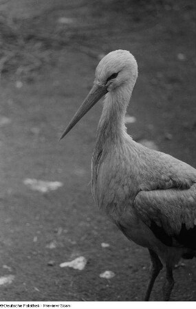 Storch im Zoo