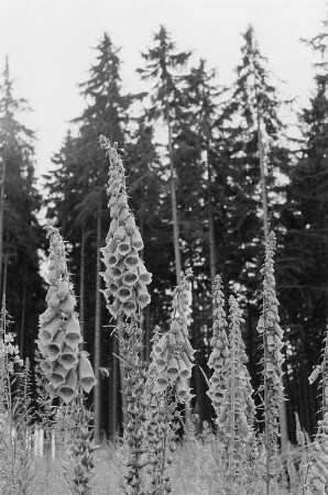 Fingerhüte (Digitalis)