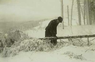 Schellerhau : Schellerhau. Abschlagen der Äste