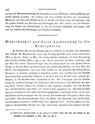 Hirnschenkel und deren Ausbreitung in die Hemisphären.