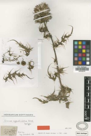 Cirsium appendiculatum Griseb. [syntype]