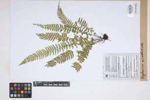 Asplenium miradorense Liebm.