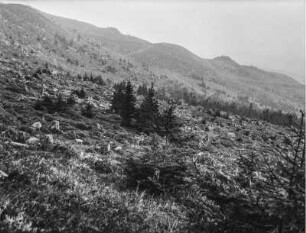 Gerodeter Wald : Blick über eine gerodete Waldfläche mit jungen Bäumen