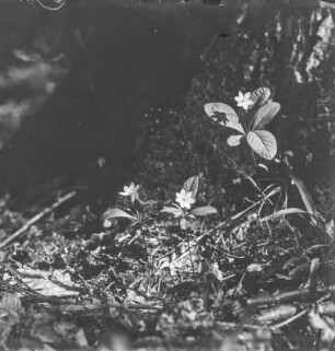 Siebenstern : Siebenstern (Trietalis europaea Linnaeus)