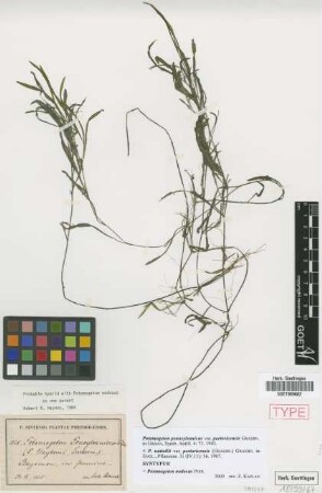 Potamogeton nodosus Poir.