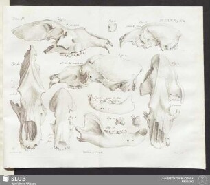 Pl. XXIV. pag. 380