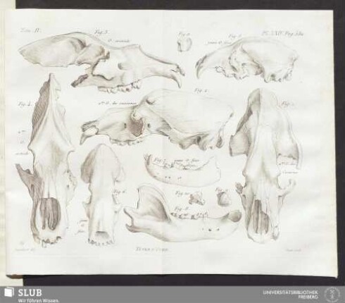 Pl. XXIV. pag. 380