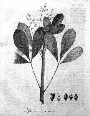 Siphonia elastica