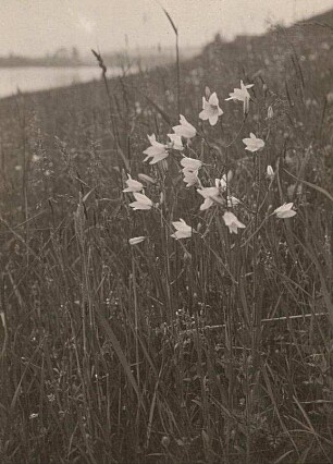Wiesen-Glockenblume (Campanula patula) in Blüte
