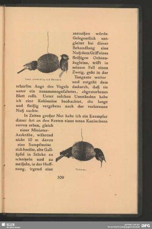 Zwei Meisen bei der Futtersuche