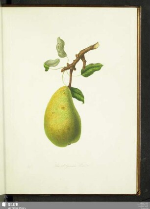 The St. Germain Pear