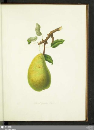 The St. Germain Pear