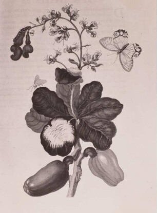 Metamorphisis Insectorum Surinamensium