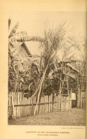 Suikerriet in een inlandschen kampong