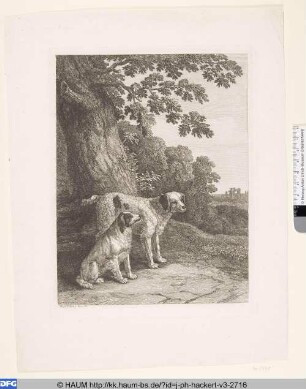 Zwei Hunde