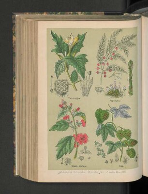 Medical Plants. Plate No. 5.