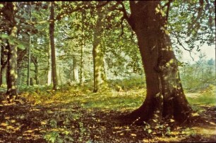 Kurpark