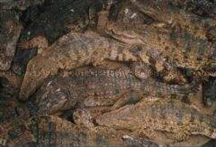 Liegende Krokodile aus der Vogelperspektive (Altersgruppe 14-17)