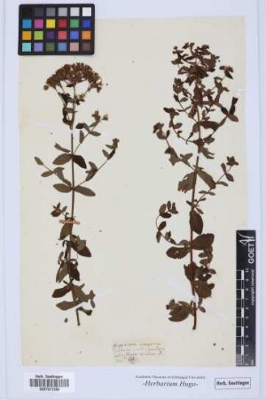 Hypericum