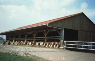 Fotografie: Offenfrontstall, Palisadenfressgitter, Milchkuh, Laufhof, Offenstall