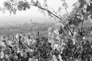 Ehrenstetten: Ehrenstetter Ölberg; durch Reben nach Kirchhofen