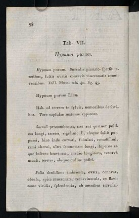 58-63, Tab. VII. Hypnum purum.