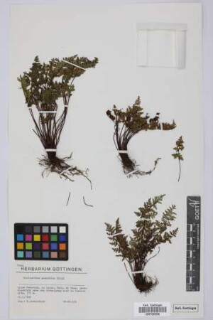 Cheilanthes guanchica Bolle