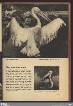 Pelikan im Zoo