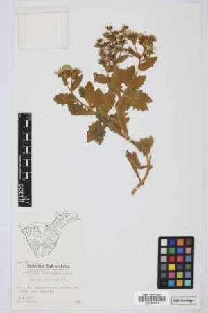 Andryala pinnatifida Aiton