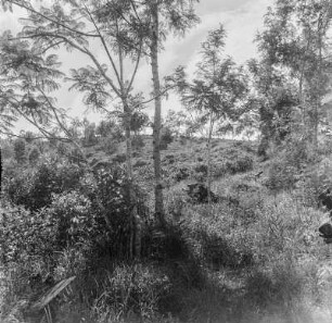 Windschutz : Blick auf als Windschutz angepflanzte Silbereichen (Grevilleen) am Rande der Teeplantage Isolde Hentschels.