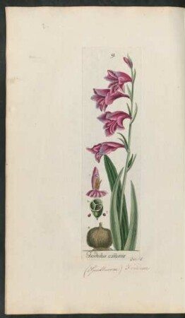 91. Gladiolus communis