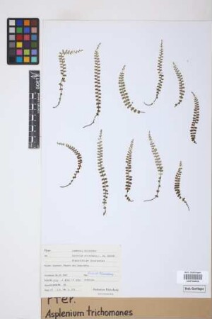 Asplenium trichomanes L.