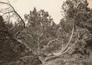 Erzgebirge. Georgenfelder Hochmoor. Moorkiefer (Pinus uncinata montana)