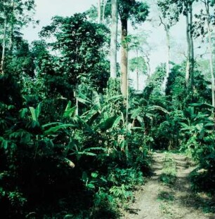 Bei Obuasi