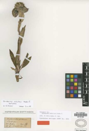 Saussurea schultzii Hook.f. [isotype]