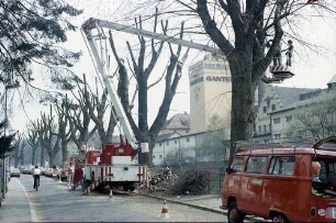 Freiburg i. Br.: Baumfällen in der Oberau
