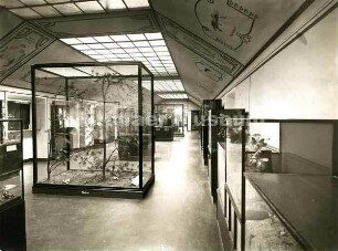 Altonaer Museum, Naturkundliche Abteilung, Insektenraum