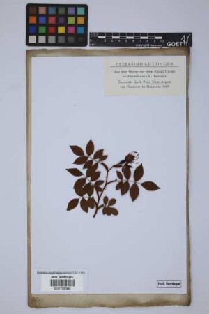 Rosa indica L.