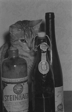 Eine getigerte Katze hinter drei Flaschen