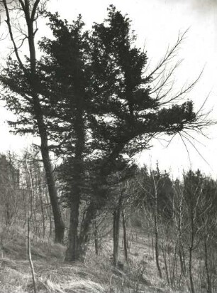Oberlausitz. NSG Rotstein. Naturnaher Mischwald mit Eibe. Herbstaufnahme