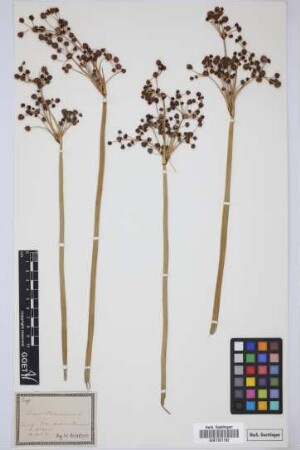 Scirpus holoschoenus L.