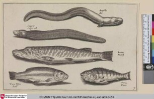 Anguilla, Ael; Congrus, Conger ael; Lucius, Snoock; Tinca Piscis, Seelt; Perca, Baers