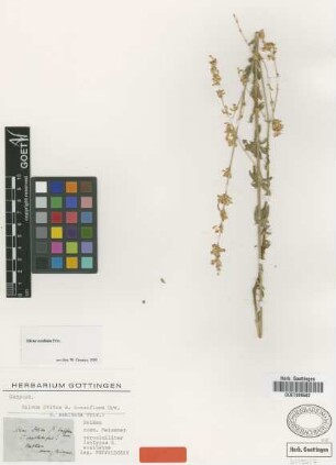 Silene otites (L.) Wibel subsp. densiflora Urv.