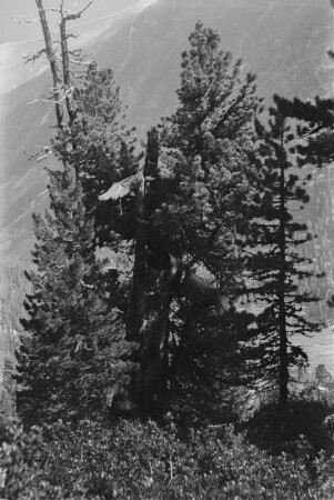Baum : Alter knorriger Baum am Wegesrand.