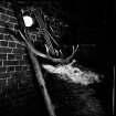 Wildunfall: Rothirsch das Unfallwild