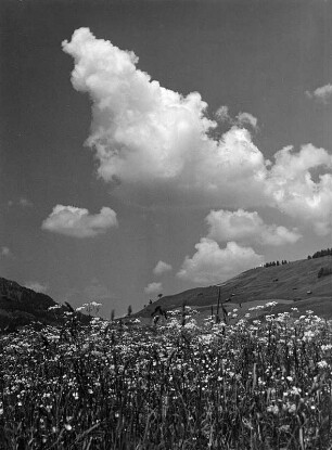 Wolkenbilder. Allgäu. Kumuluswolken über blühender Gebirgswiese