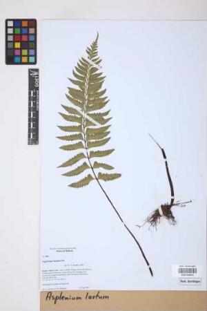 Asplenium laetum