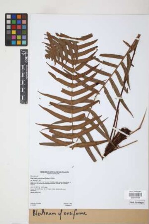 Blechnum ensiforme (Liebm.) C. Chr.