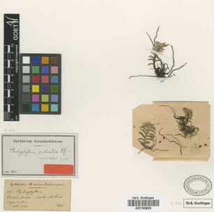 Pachyphyllum pectinatum Rchb.f. [isotype]